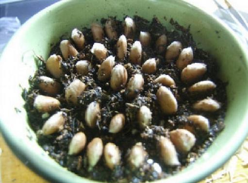 這四種水果吃完核別扔，種進土里瞬間變成小花園！