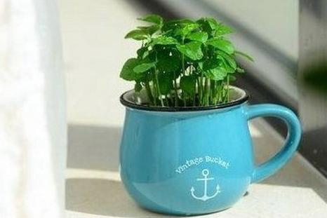 這四種水果吃完核別扔，種進土里瞬間變成小花園！