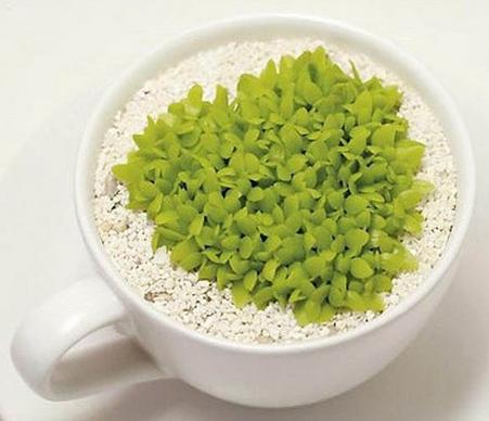 這四種水果吃完核別扔，種進土里瞬間變成小花園！