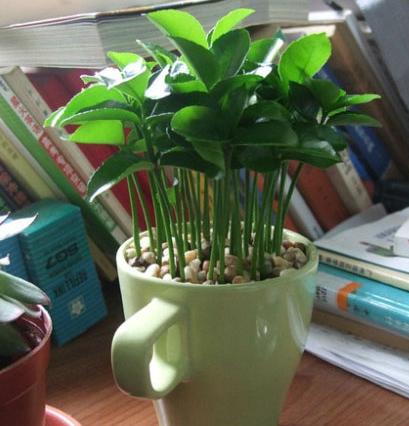 這四種水果吃完核別扔，種進土里瞬間變成小花園！