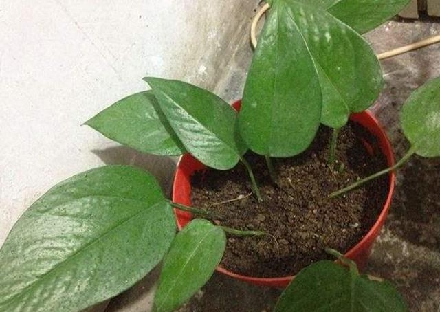 新房裝修后放什么植物好