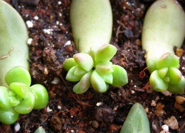 新房裝修后放什么植物好