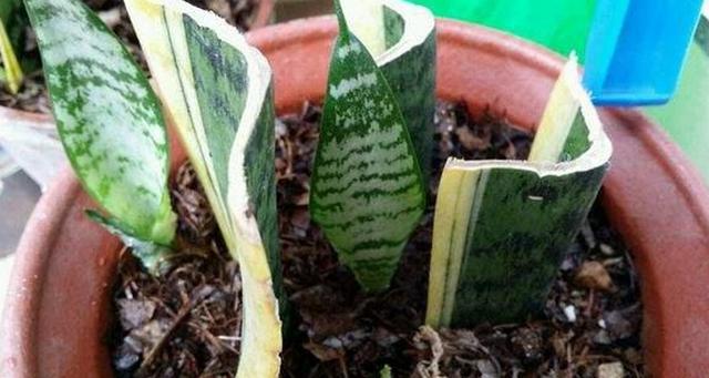 新房裝修后放什么植物好