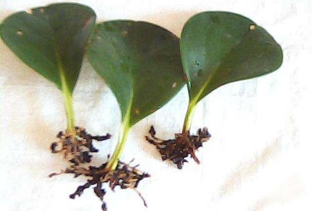 新房裝修后放什么植物好