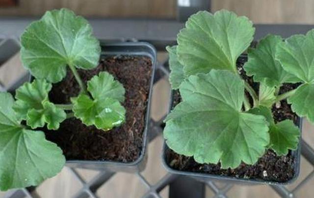 新房裝修后放什么植物好